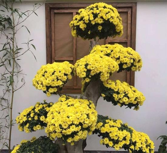 锦州造型菊花种植