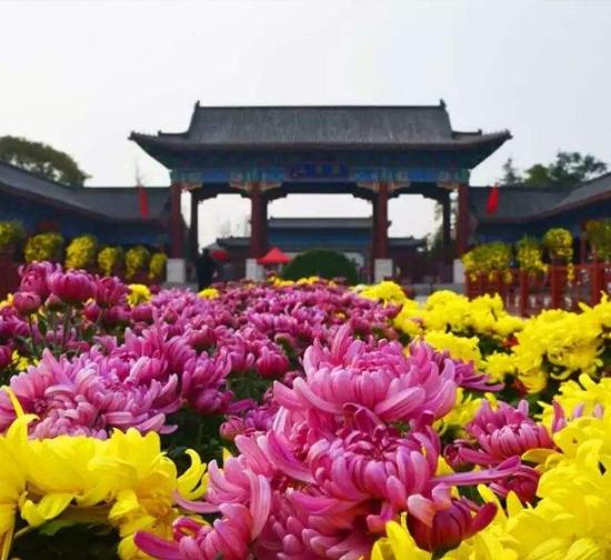 西藏 公园菊展施工
