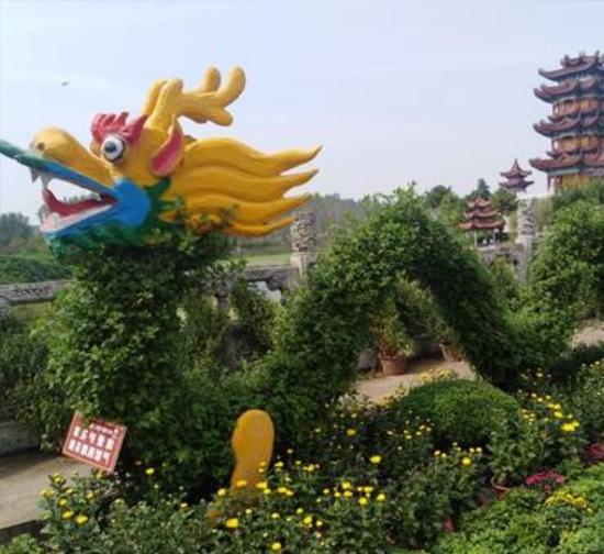 西藏 菊花造型设计